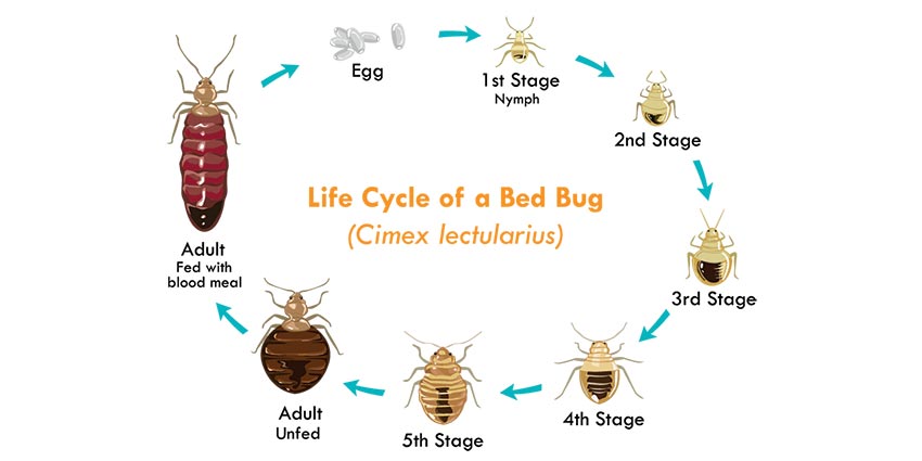 Image result for Get Rid Of Pesky Bed BugsGet Rid Of Pesky Bed Bugs
